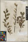 Foto von Salix myrsinifolia Salisb. x Salix phylicifolia L.